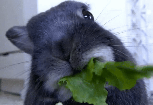 Gluppy